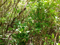 Plot Code: GRSM_AA_0404_2