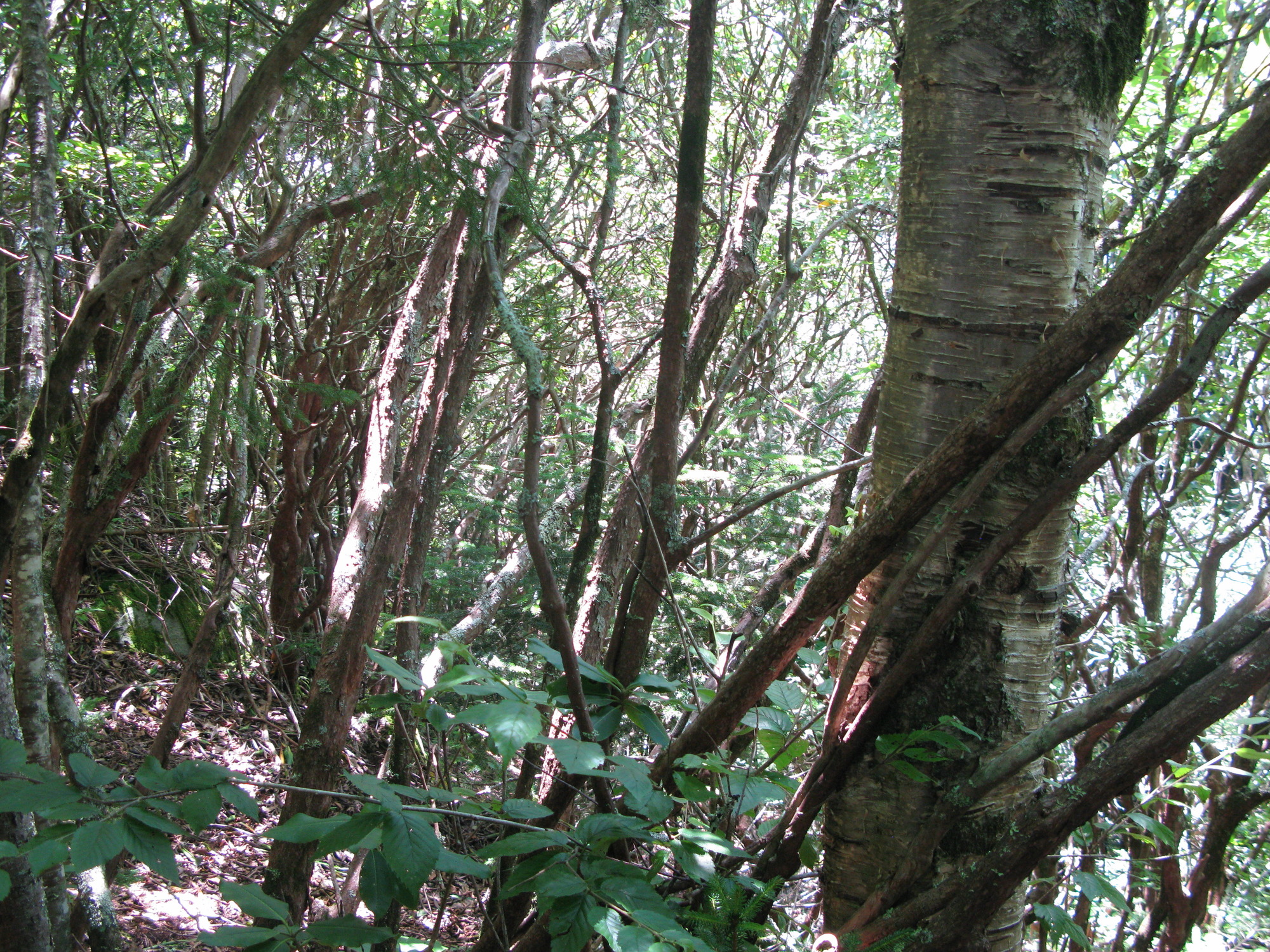 GRSM Accuracy Assessment. Plot Code: GRSM_AA_0317_6