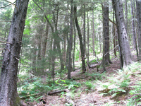 GRSM Accuracy Assessment. Plot Code: GRSM_AA_0965_1