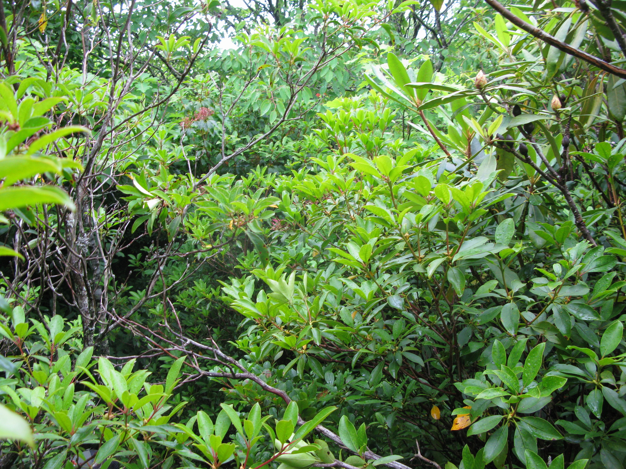 GRSM Accuracy Assessment. Plot Code: GRSM_AA_0884_6