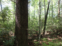 GRSM Accuracy Assessment. Plot Code: GRSM_AA_0091_5