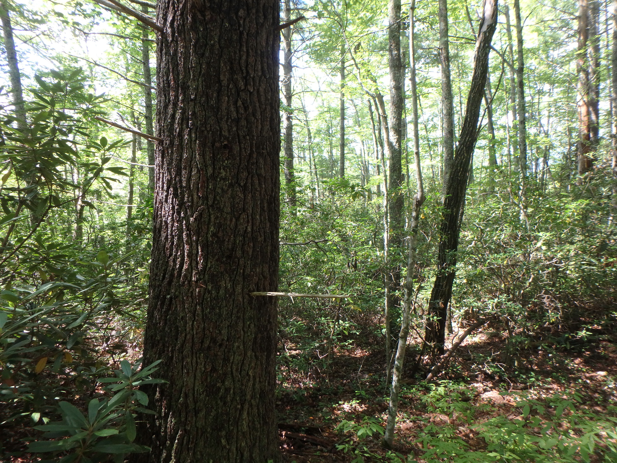 GRSM Accuracy Assessment. Plot Code: GRSM_AA_0091_5