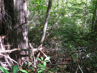 GRSM Accuracy Assessment. Plot Code: GRSM_AA_0063_2