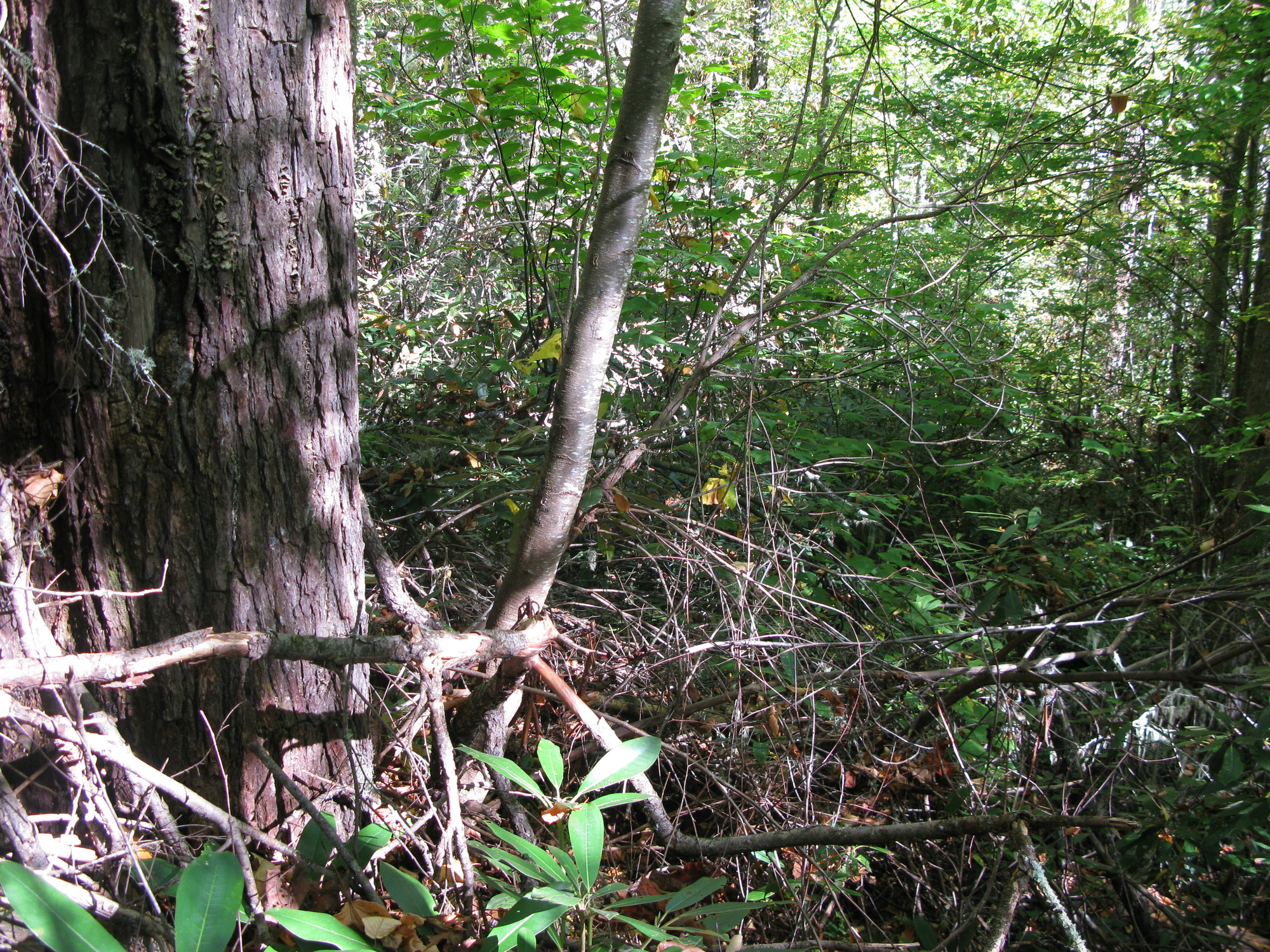 GRSM Accuracy Assessment. Plot Code: GRSM_AA_0063_2