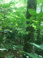 GRSM Accuracy Assessment. Plot Code: GRSM_AA_0132_4