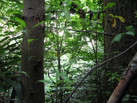 GRSM Accuracy Assessment. Plot Code: GRSM_AA_0334_2