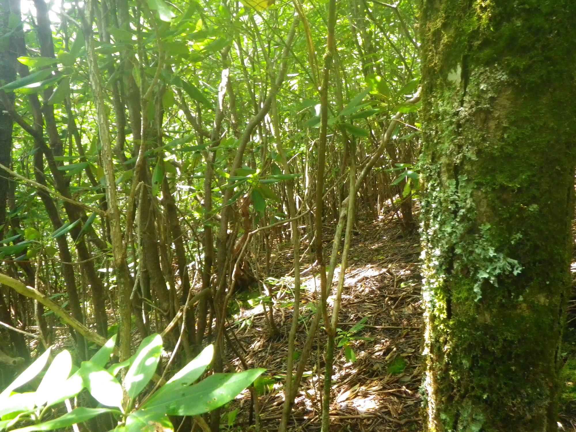 Plot Code: GRSM_AA_0692_5