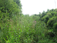 GRSM Accuracy Assessment. Plot Code: GRSM_AA_0537_3