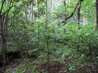 GRSM Accuracy Assessment. Plot Code: GRSM_AA_0613_6