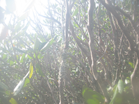 GRSM Accuracy Assessment. Plot Code: GRSM_AA_0677_4