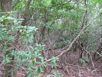 GRSM Accuracy Assessment. Plot Code: GRSM_AA_0894_4