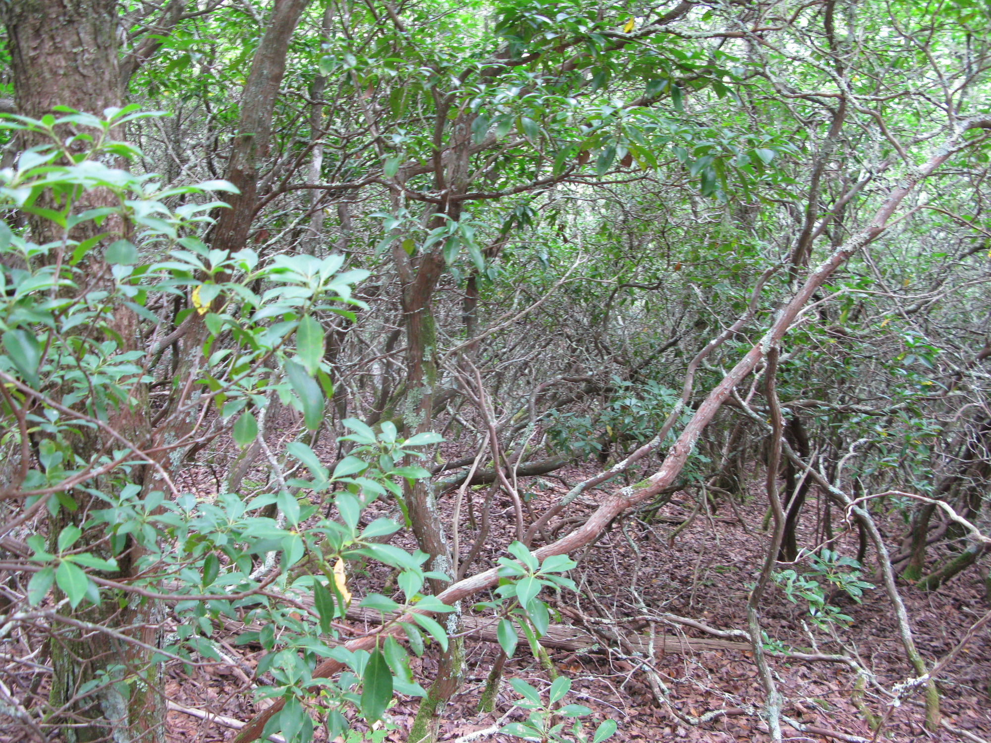 GRSM Accuracy Assessment. Plot Code: GRSM_AA_0894_4