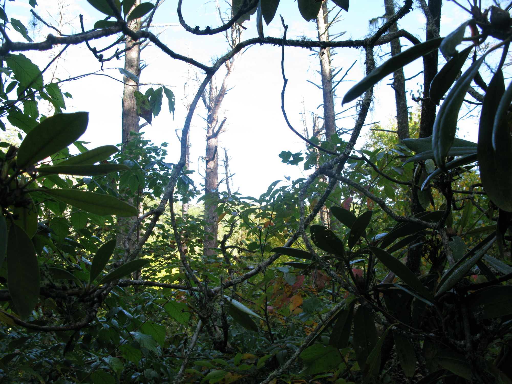 GRSM Accuracy Assessment. Plot Code: GRSM_AA_0001_6