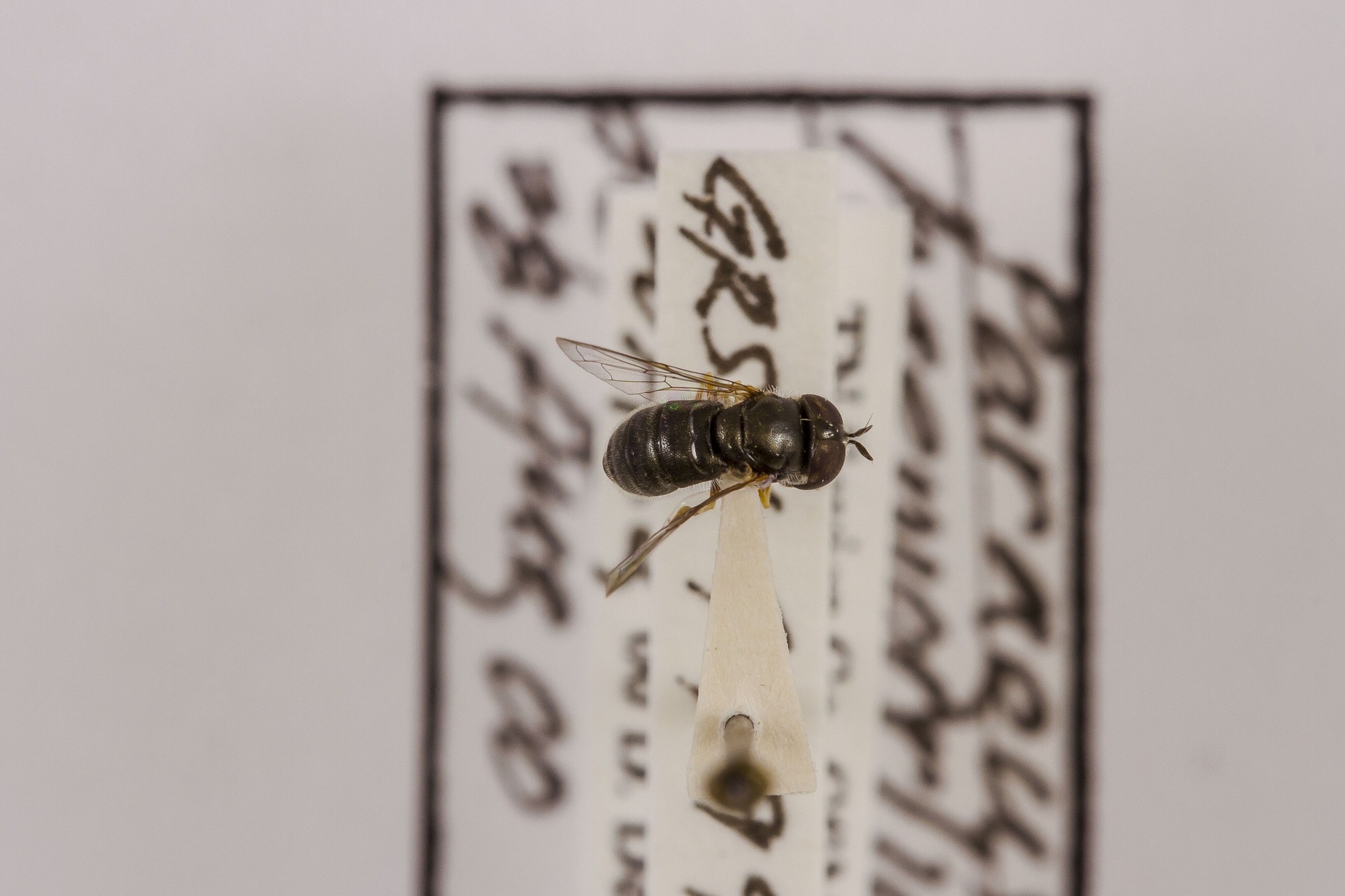 Image of Paragus haemorrhous, a species of Animalia