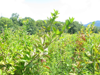 GRSM Accuracy Assessment. Plot Code: GRSM_AA_0780_3