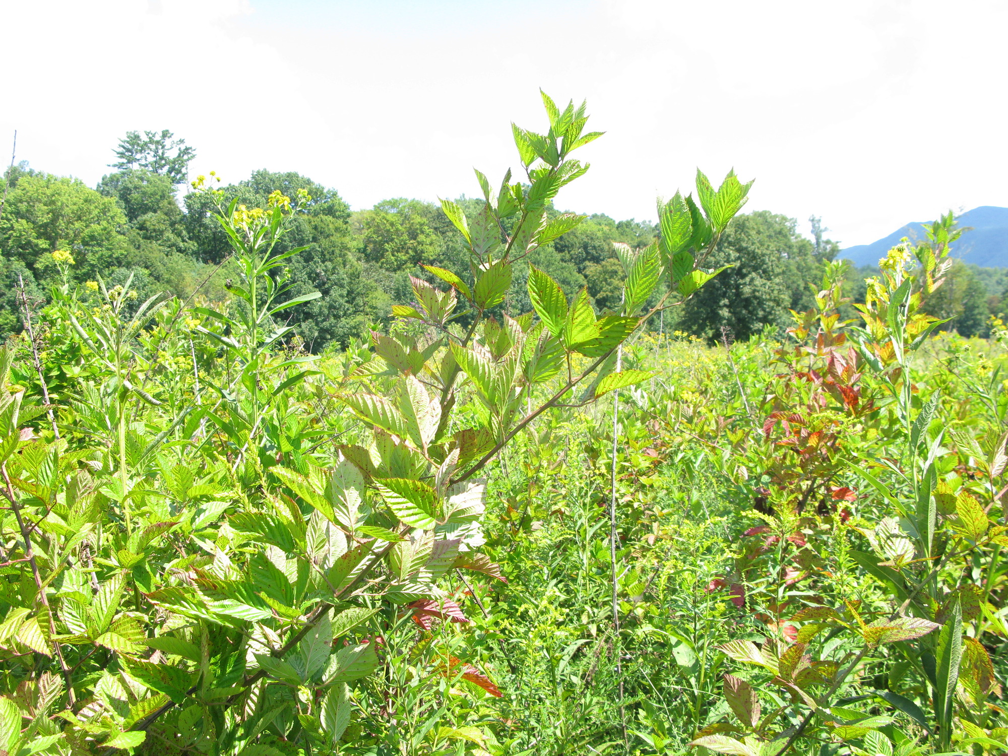 GRSM Accuracy Assessment. Plot Code: GRSM_AA_0780_3