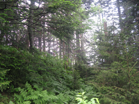 GRSM Accuracy Assessment. Plot Code: GRSM_AA_0425_6