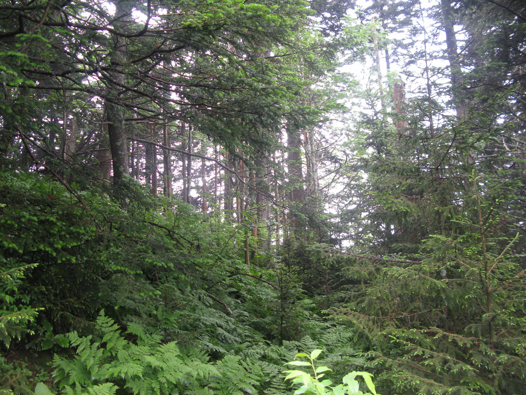 GRSM Accuracy Assessment. Plot Code: GRSM_AA_0425_6