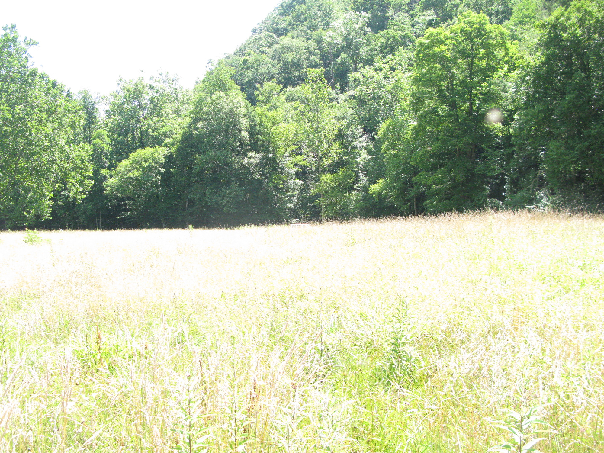 GRSM Accuracy Assessment. Plot Code: GRSM_AA_0741_3