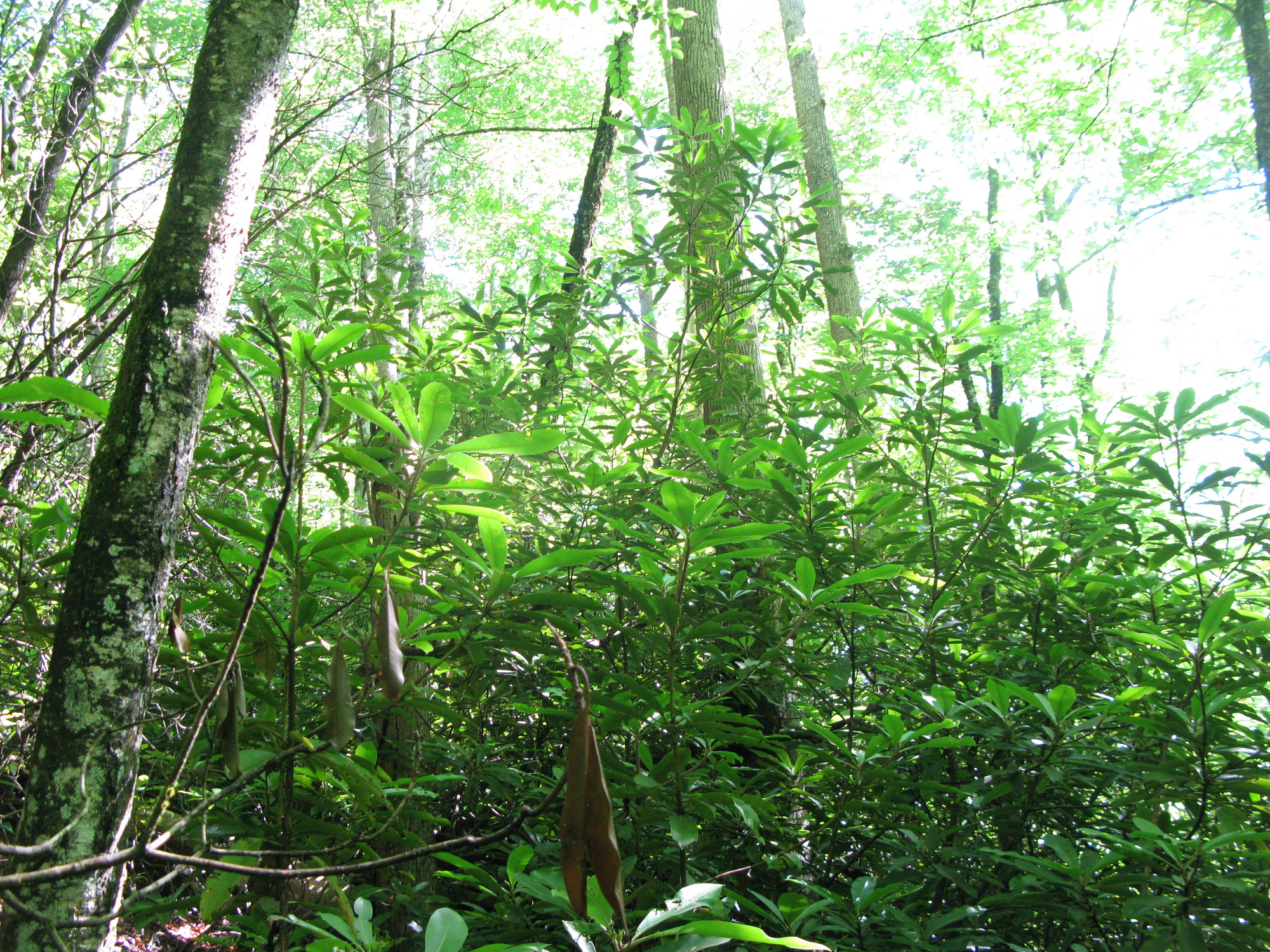 GRSM Accuracy Assessment. Plot Code: GRSM_AA_0860_6