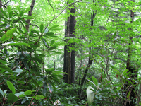 Plot Code: GRSM_AA_0436_3