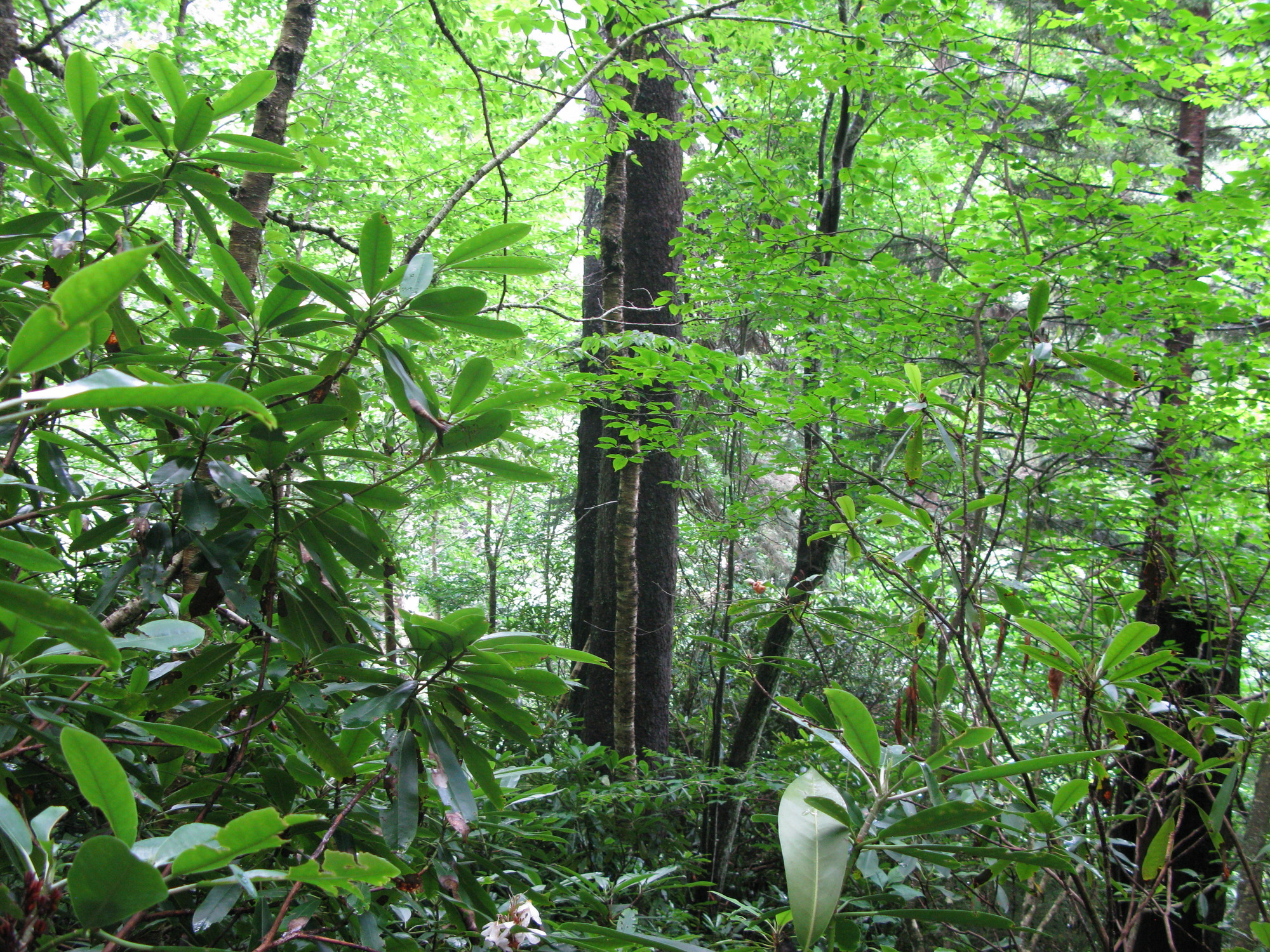 Plot Code: GRSM_AA_0436_3