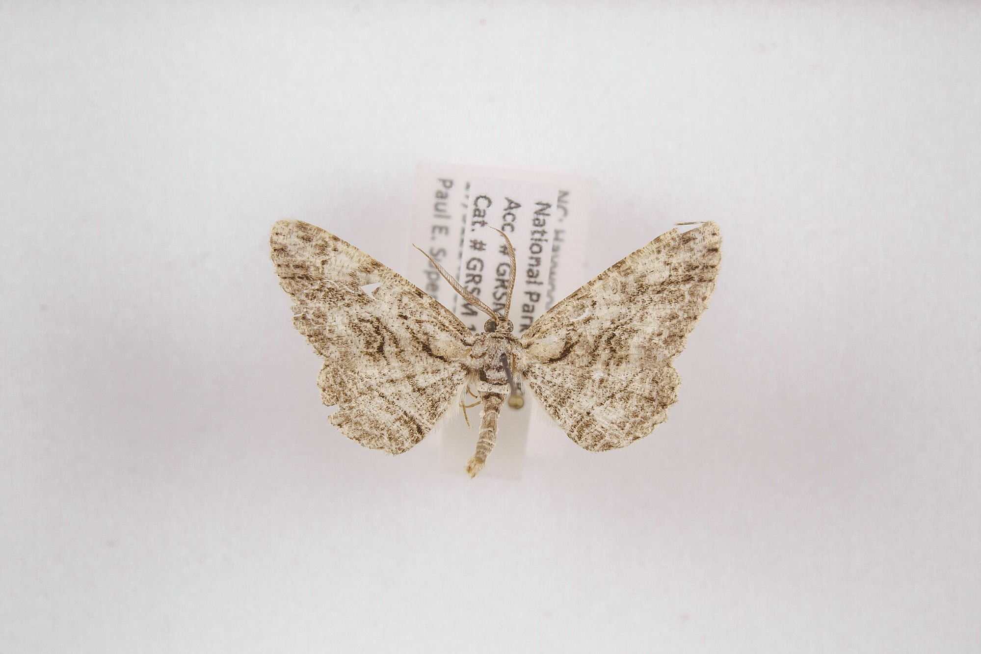 Image of Iridopsis defectaria, a species of Animalia