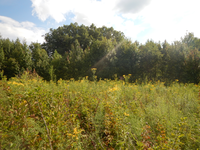 GRSM Accuracy Assessment. Plot Code: GRSM_AA_0585_4