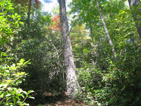 GRSM Accuracy Assessment. Plot Code: GRSM_AA_0269_2