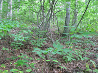 GRSM Accuracy Assessment. Plot Code: GRSM_AA_0259_2