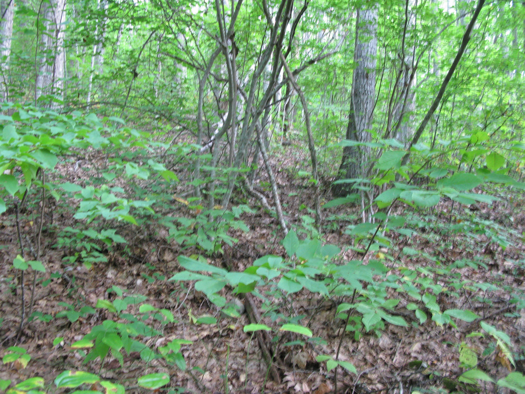 GRSM Accuracy Assessment. Plot Code: GRSM_AA_0259_2