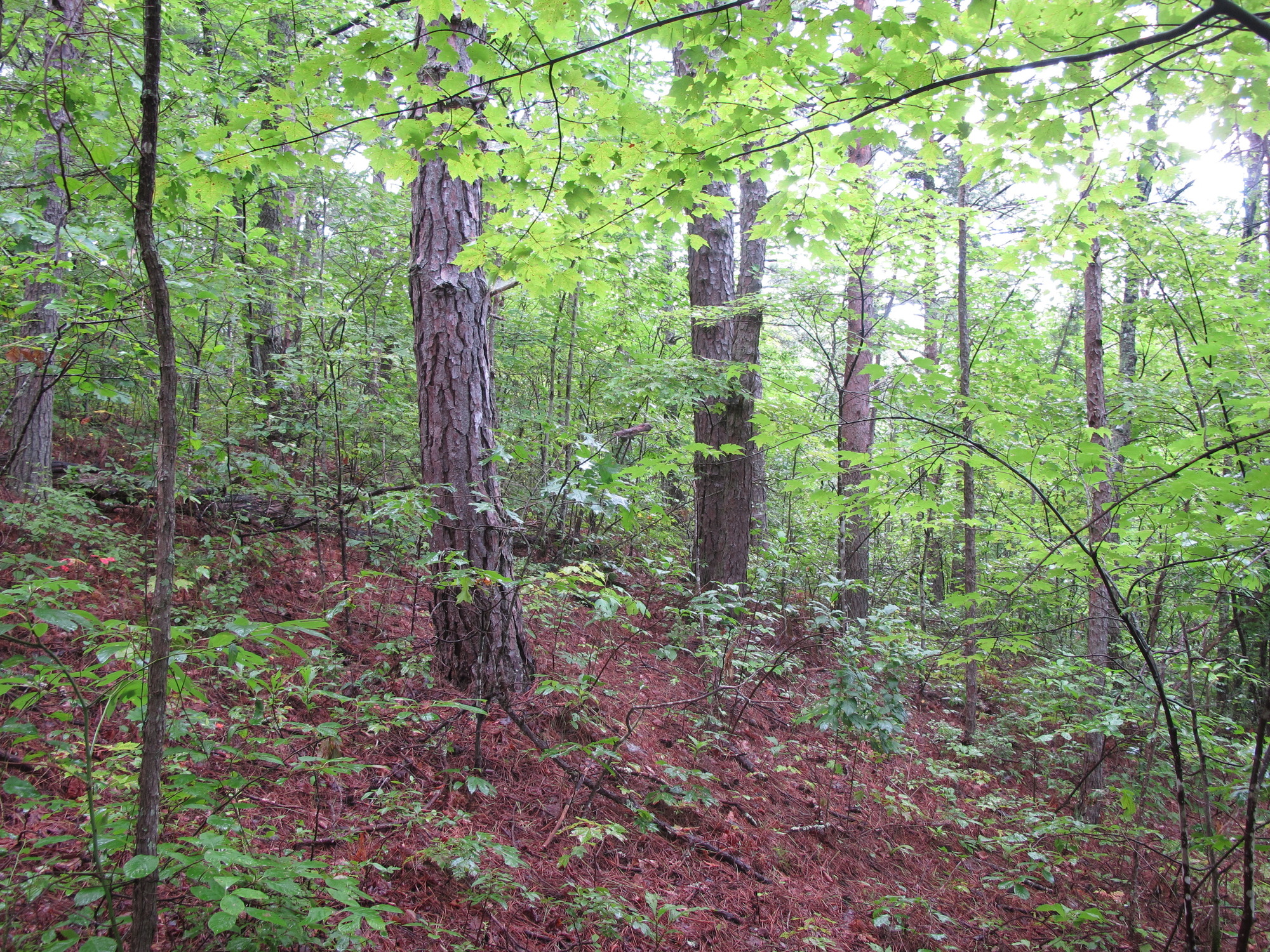 GRSM Accuracy Assessment. Plot Code: GRSM_AA_0397_3