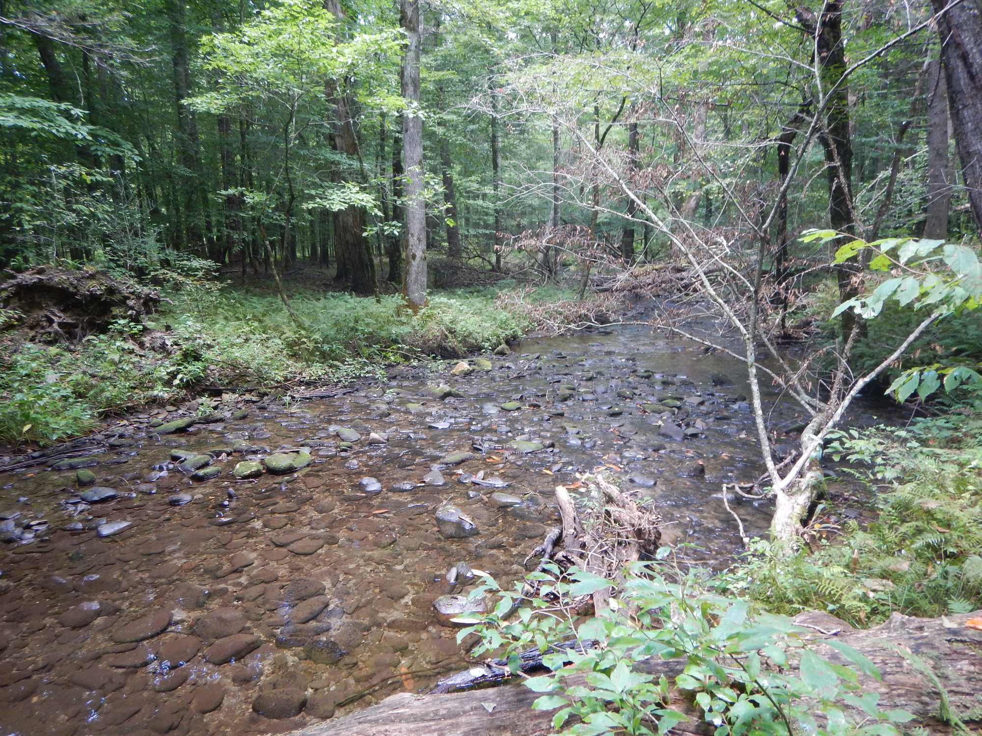 GRSM Accuracy Assessment. Plot Code: GRSM_AA_0393_6