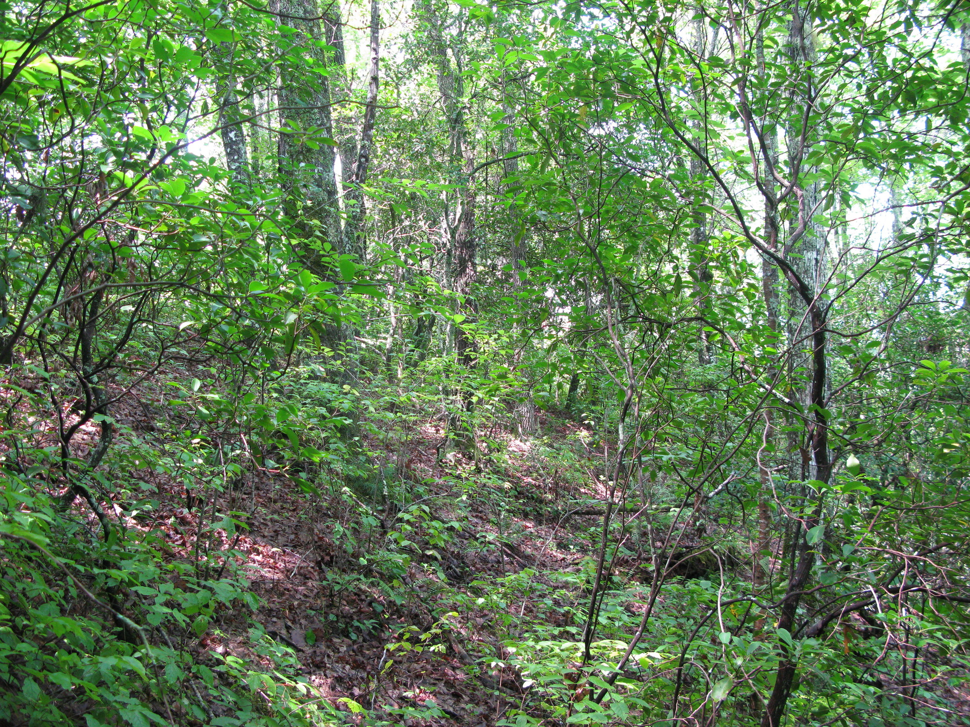 GRSM Accuracy Assessment. Plot Code: GRSM_AA_0152_5