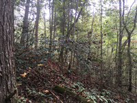 GRSM Accuracy Assessment. Plot Code: GRSM_AA_0641_2