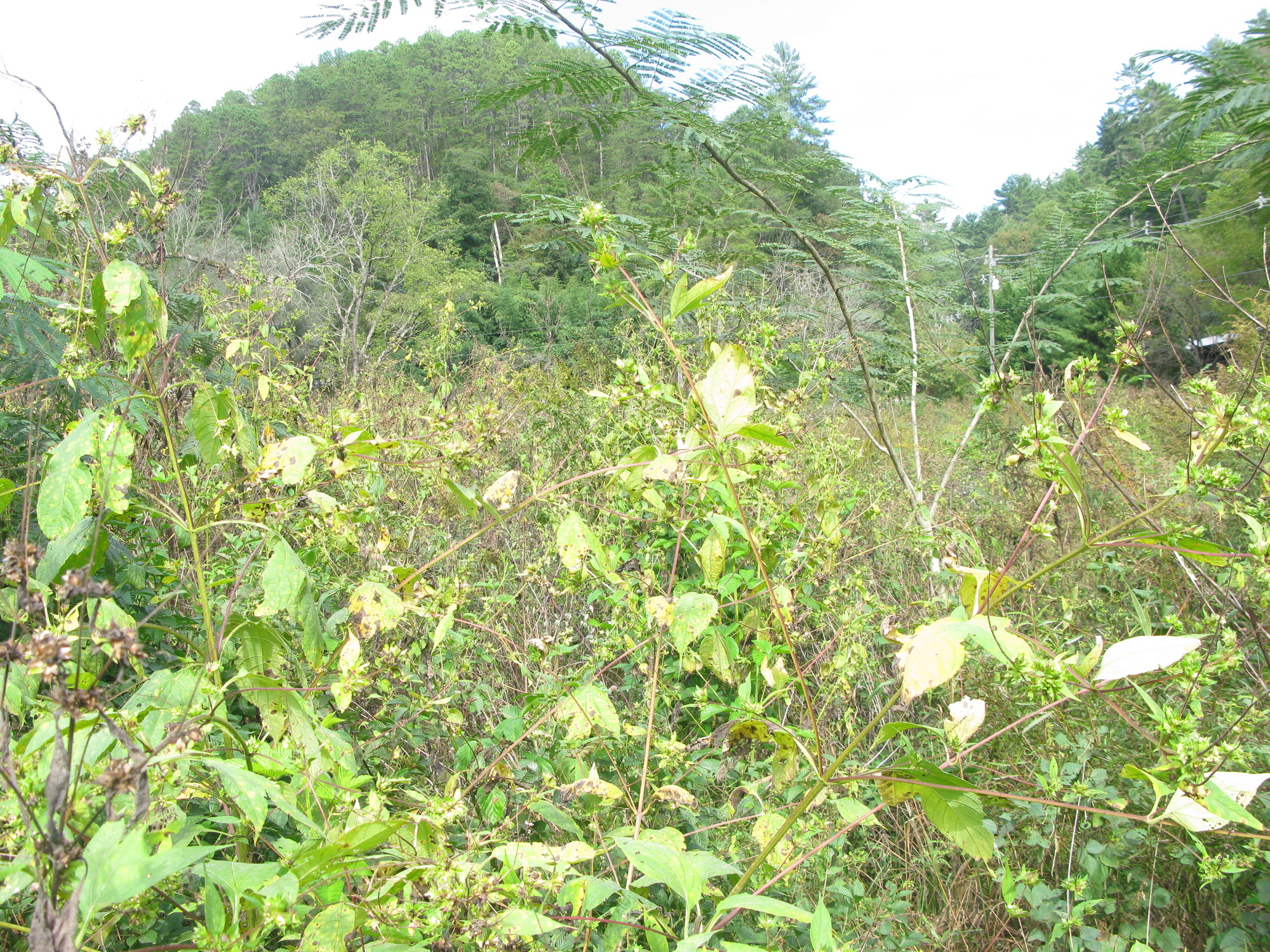 GRSM Accuracy Assessment. Plot Code: GRSM_AA_0614_6