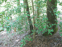 GRSM Accuracy Assessment. Plot Code: GRSM_AA_0401_4