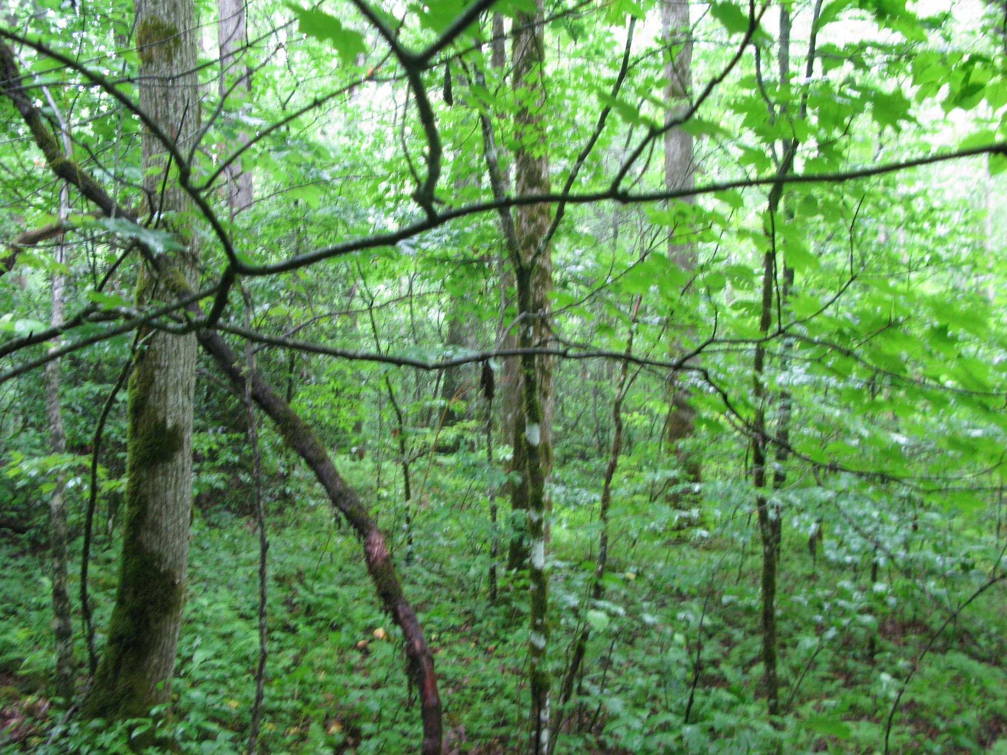 GRSM Accuracy Assessment. Plot Code: GRSM_AA_0143_4