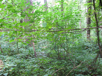 GRSM Accuracy Assessment. Plot Code: GRSM_AA_0665_2