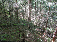 GRSM Accuracy Assessment. Plot Code: GRSM_AA_0493_4