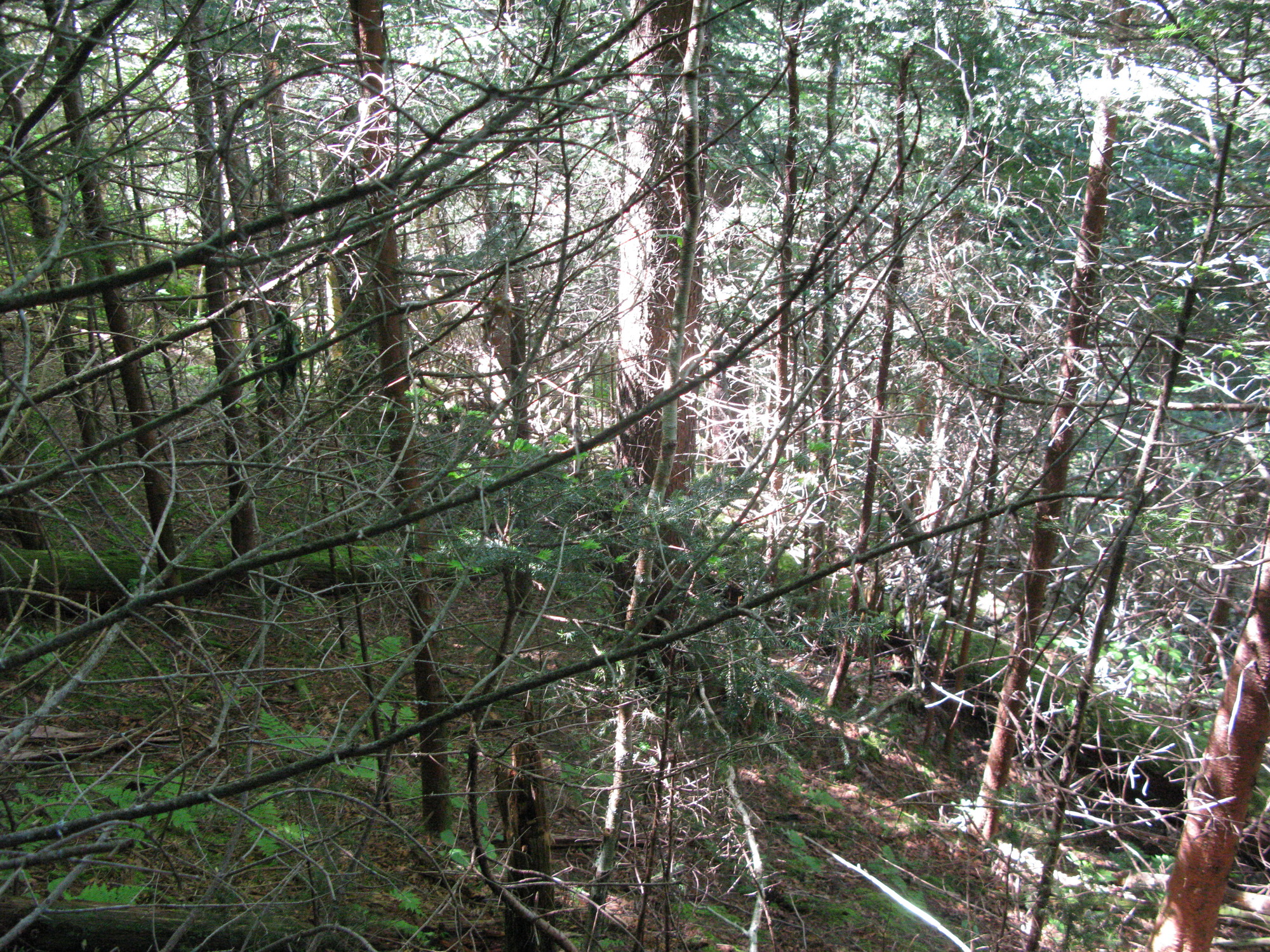 GRSM Accuracy Assessment. Plot Code: GRSM_AA_0493_4