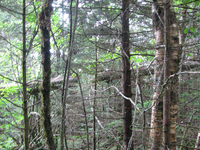 GRSM Accuracy Assessment. Plot Code: GRSM_AA_0115_4