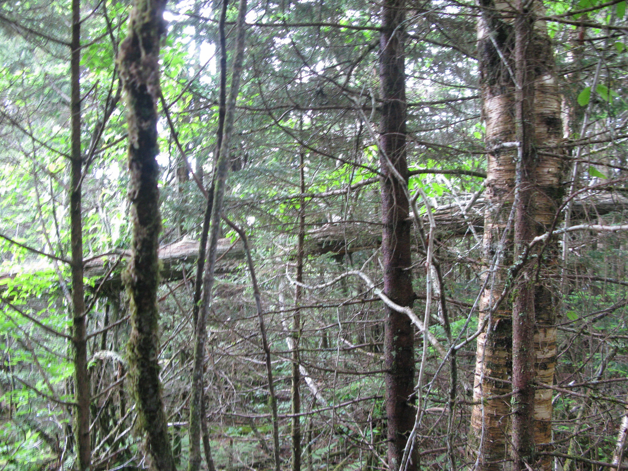 GRSM Accuracy Assessment. Plot Code: GRSM_AA_0115_4