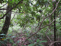 GRSM Accuracy Assessment. Plot Code: GRSM_AA_0199_3