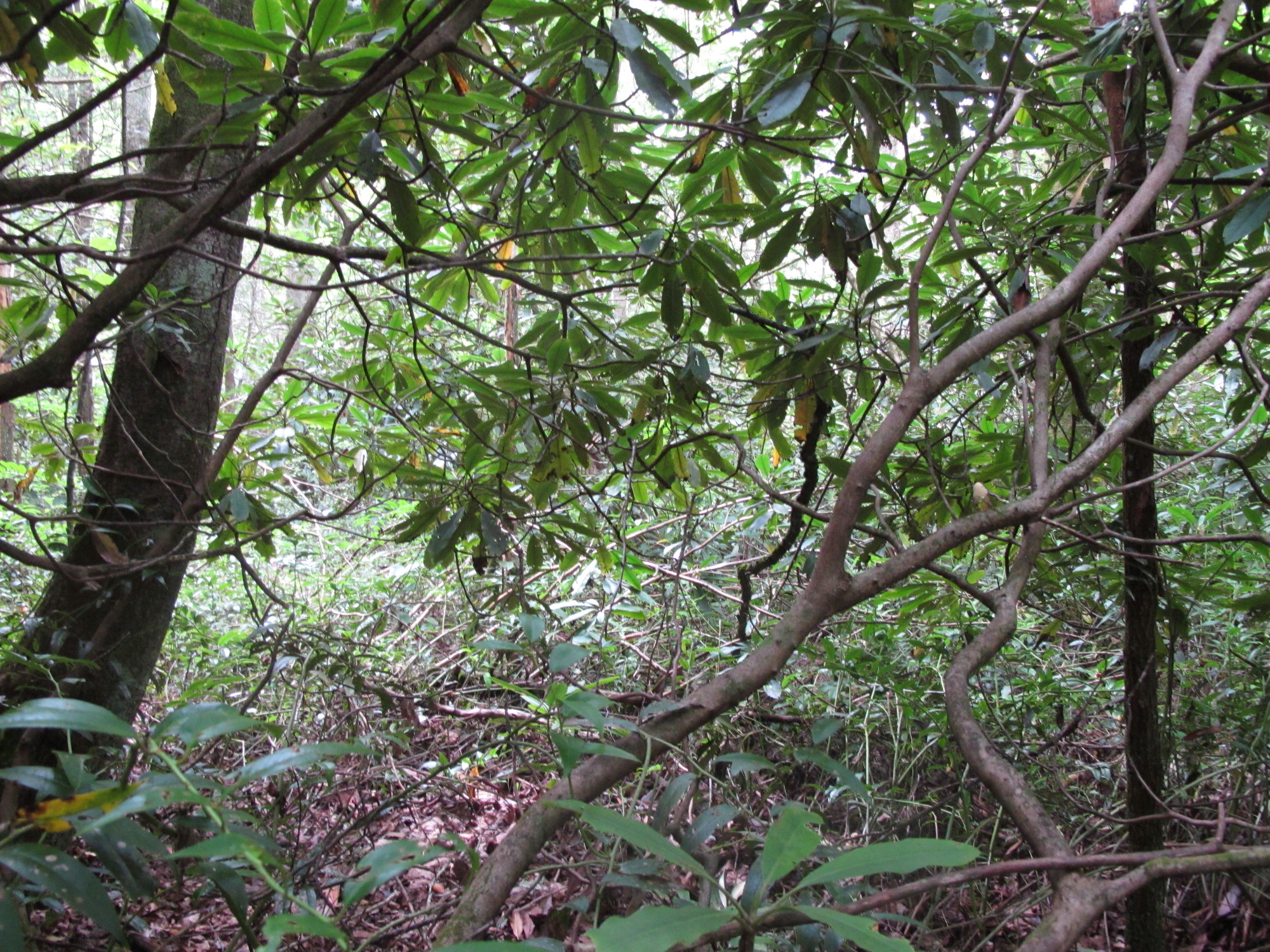 GRSM Accuracy Assessment. Plot Code: GRSM_AA_0199_3