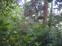 GRSM Accuracy Assessment. Plot Code: GRSM_AA_0082_6