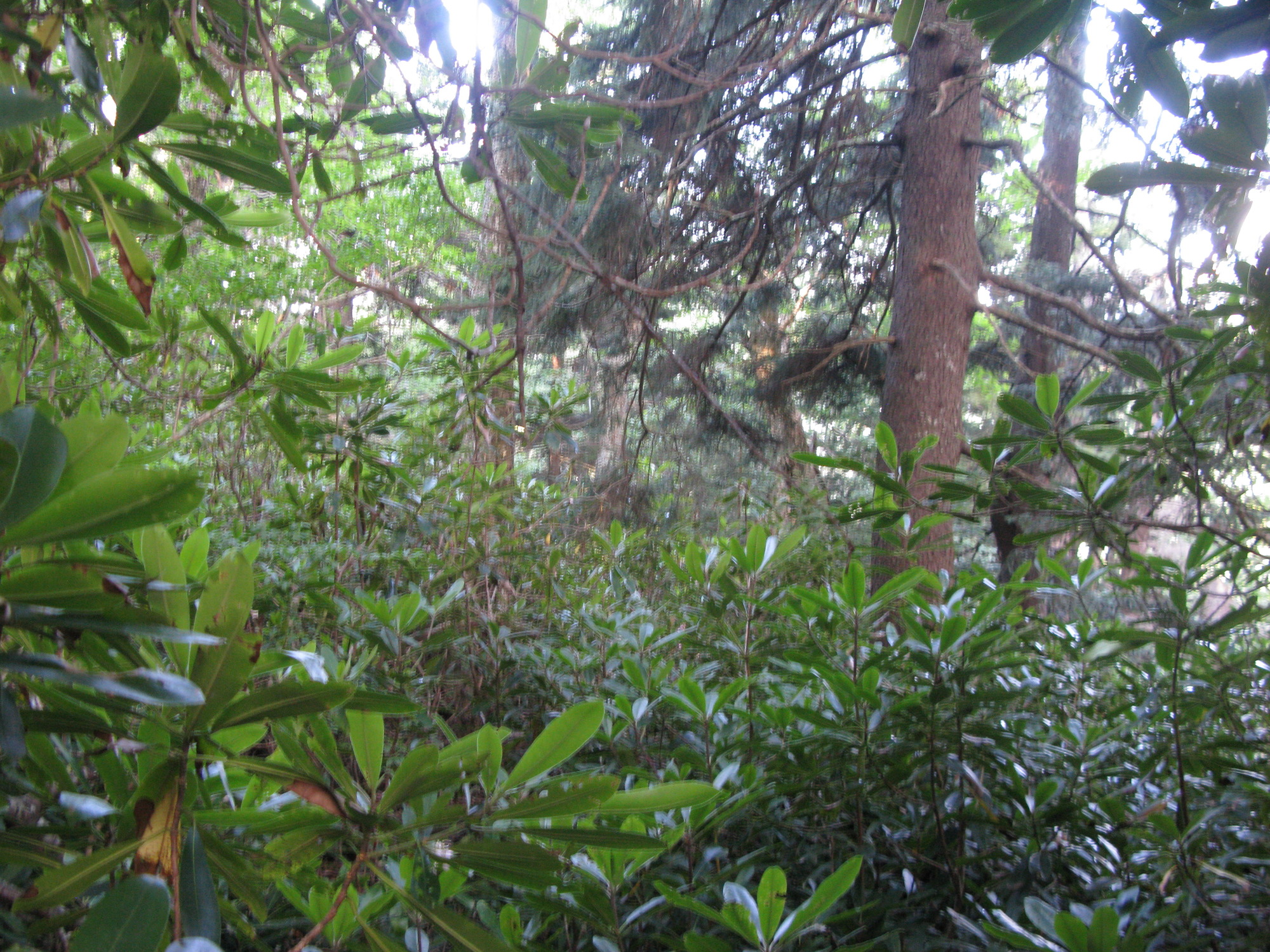 GRSM Accuracy Assessment. Plot Code: GRSM_AA_0082_6