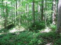 Plot Code: GRSM_AA_0604_5