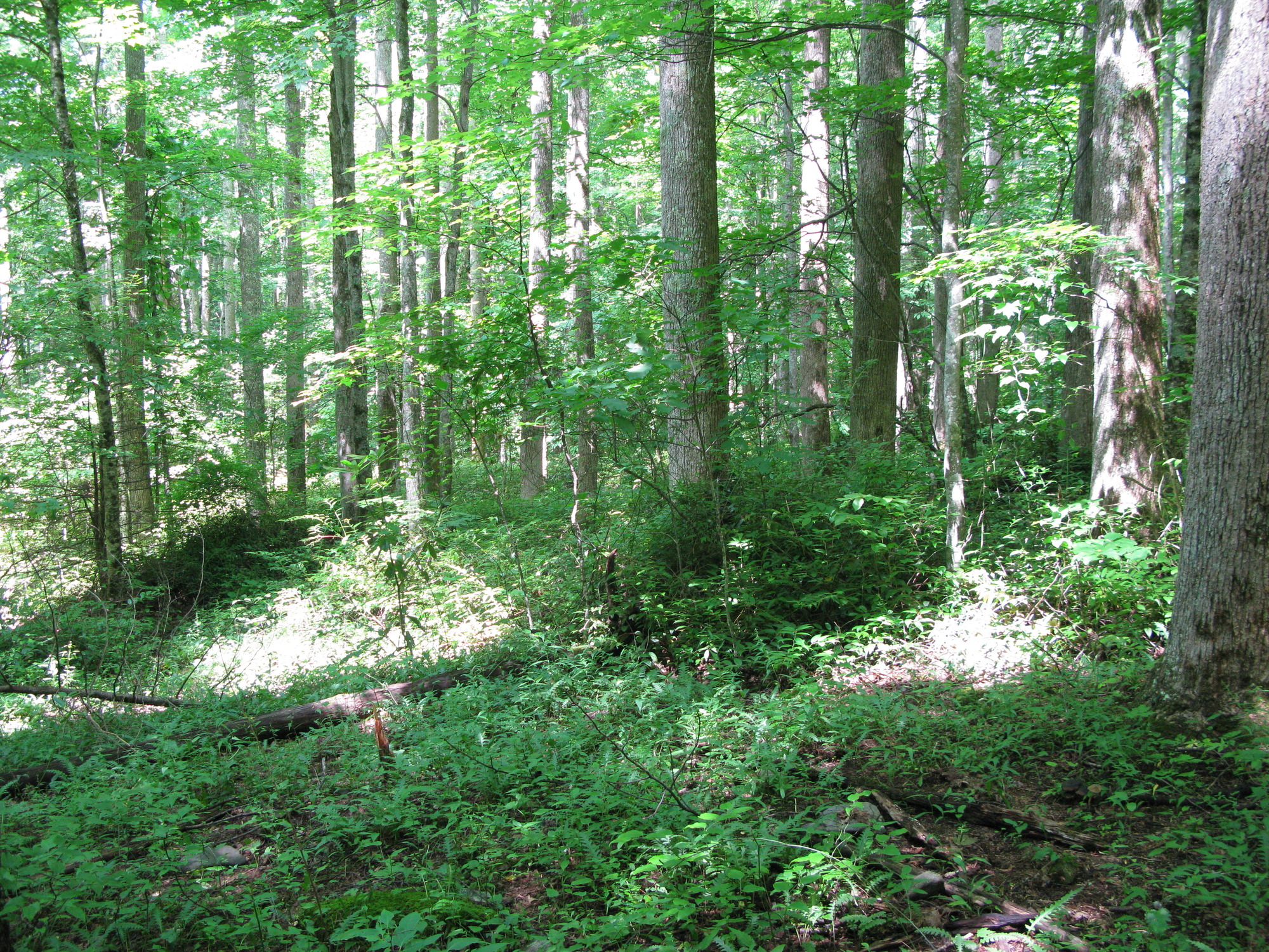 Plot Code: GRSM_AA_0604_5