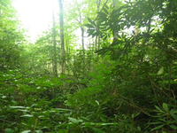 GRSM Accuracy Assessment. Plot Code: GRSM_AA_0664_2